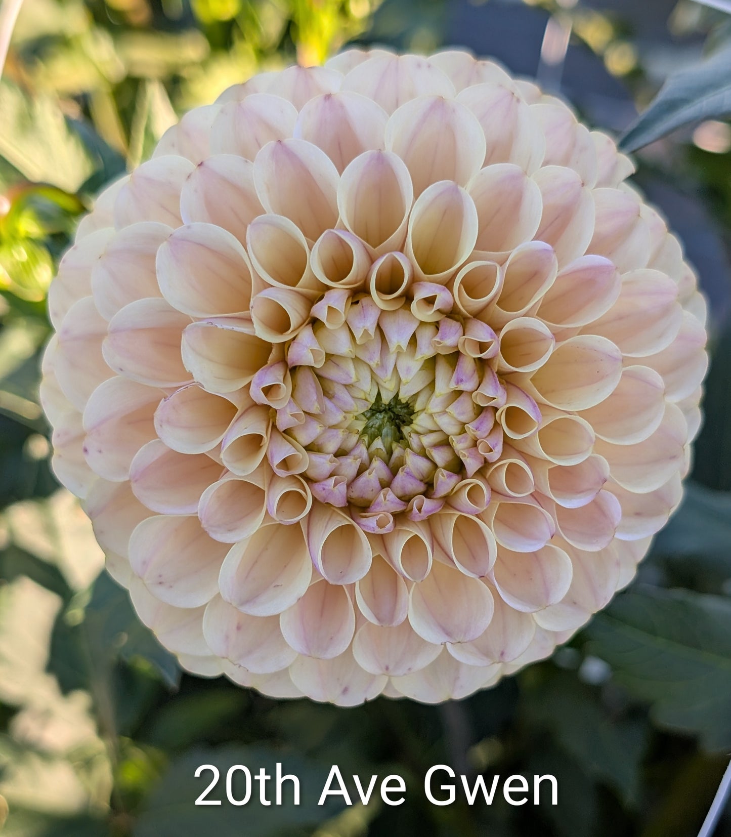 20th Avenue Gwen dahlia tuber