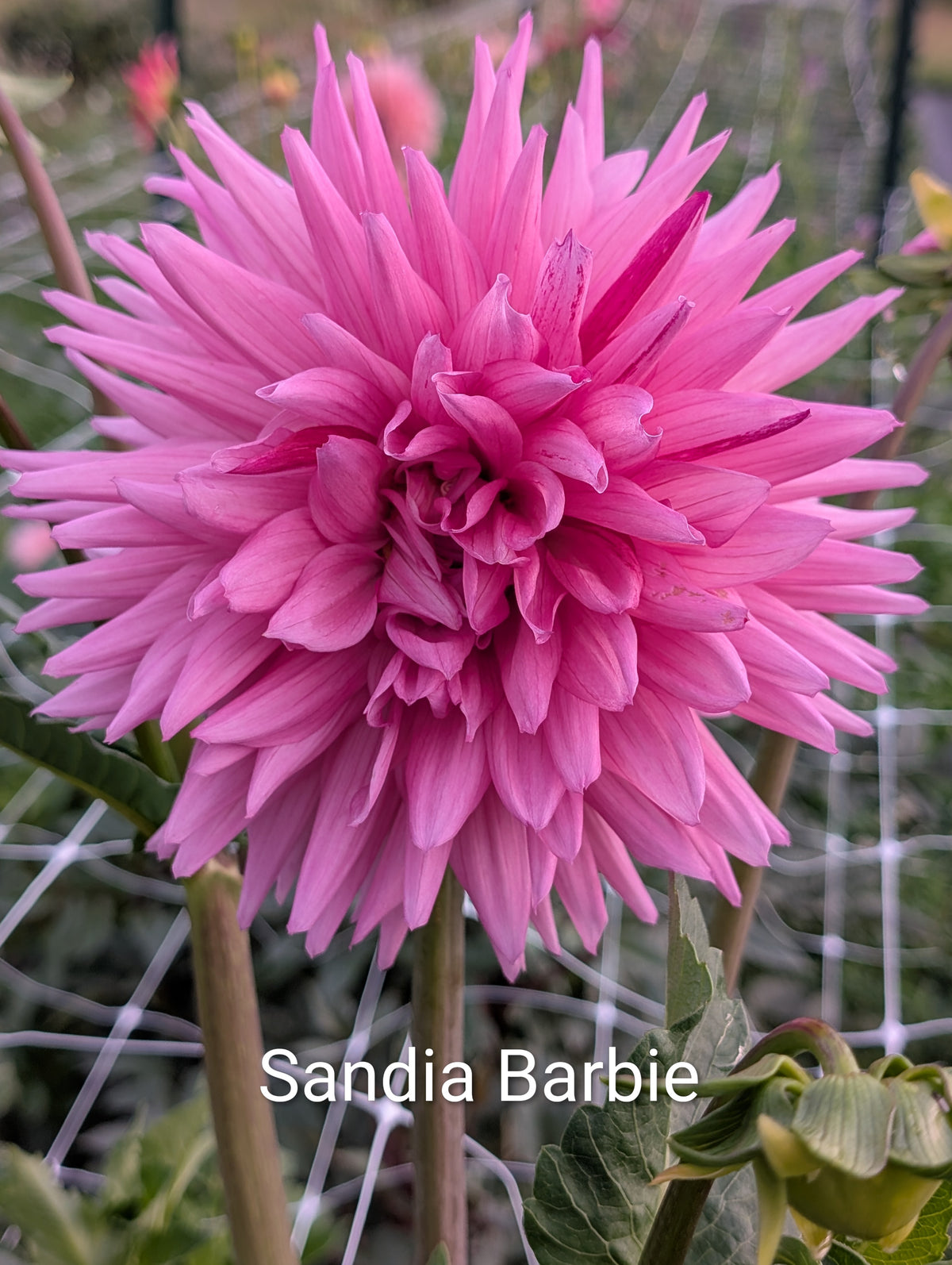 Sandia Barbie dahlia tuber