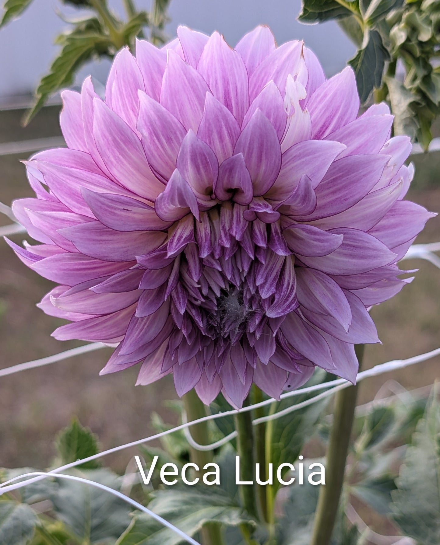 Veca Lucia dahlia tuber