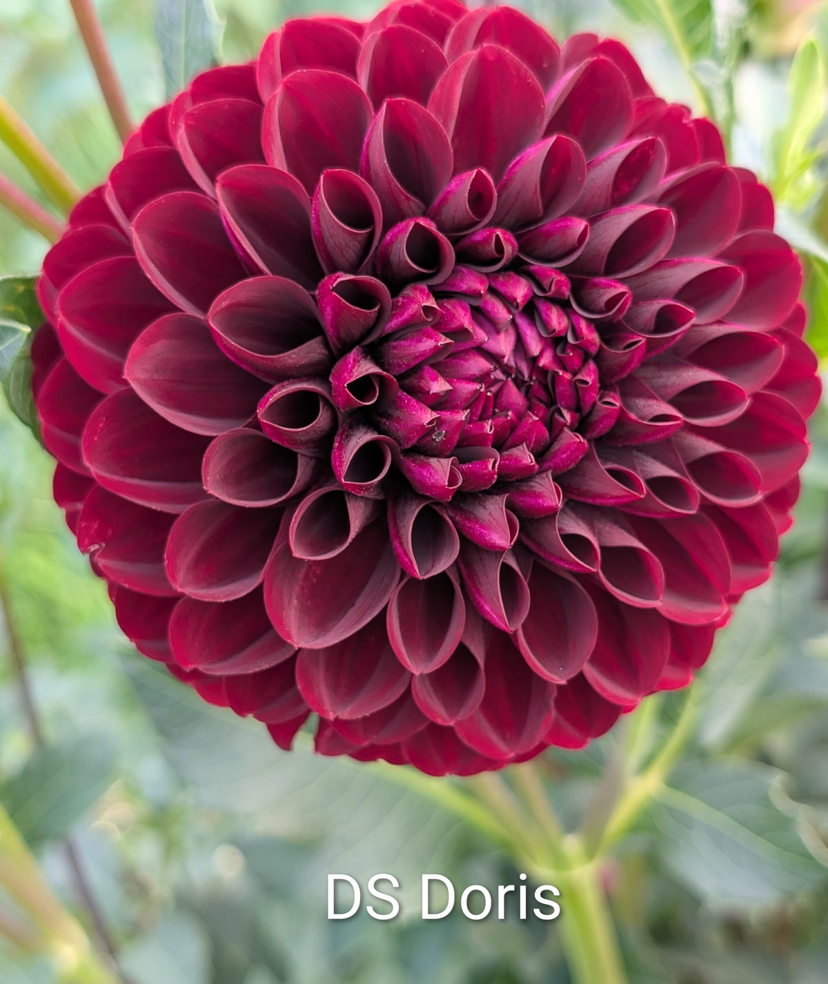 DS Doris dahlia tuber