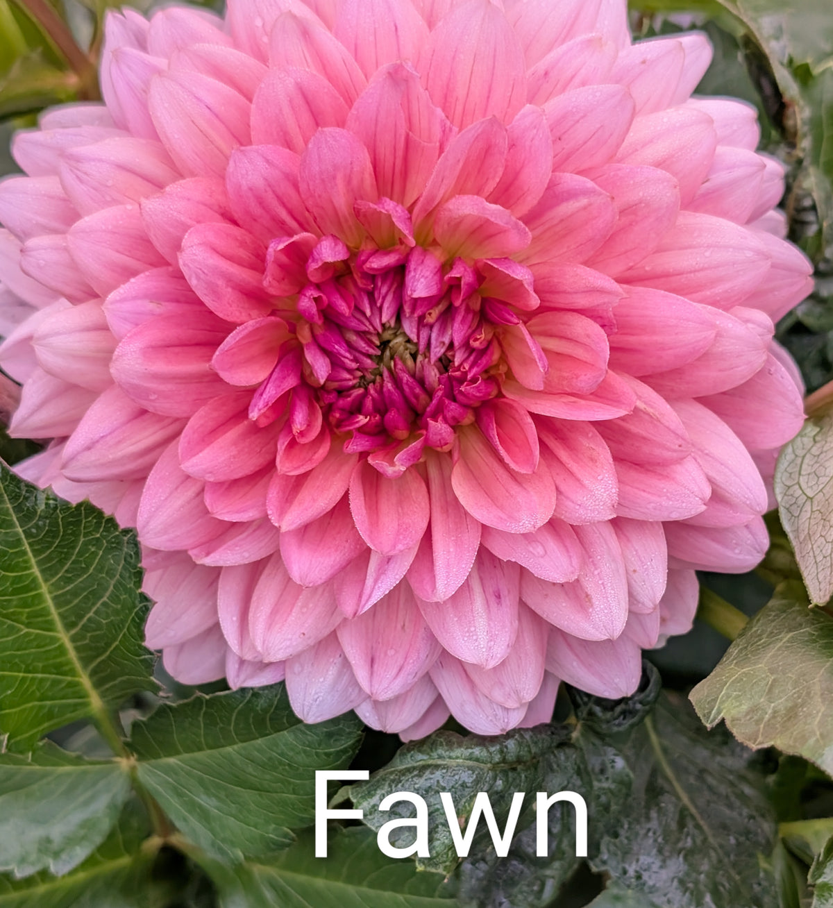 Fawn dahlia tuber