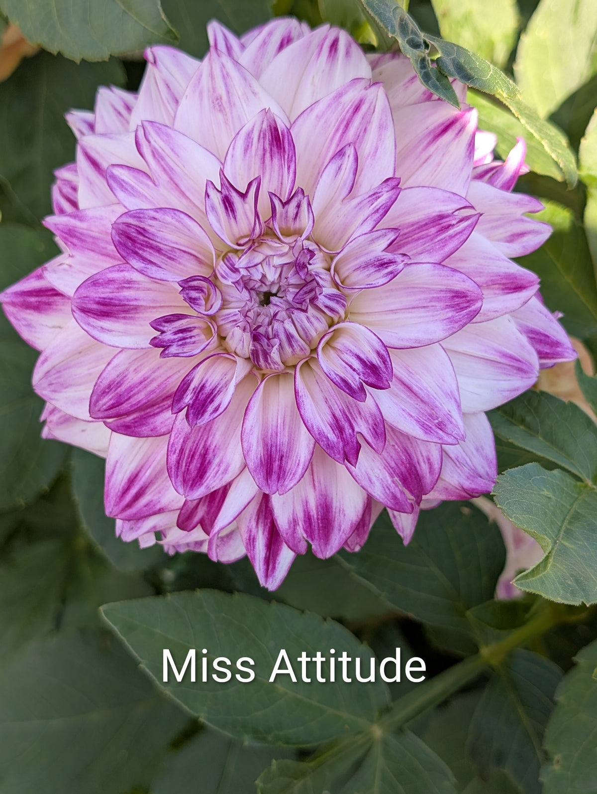 Miss Attitude dahlia tuber