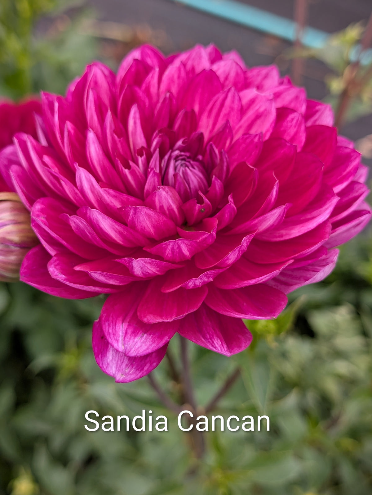 Sandia Cancan dahlia tuber