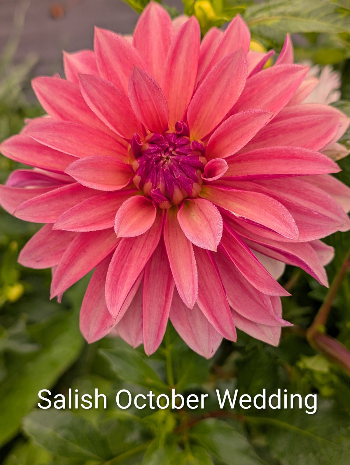 Salish October Wedding dahlia tuber