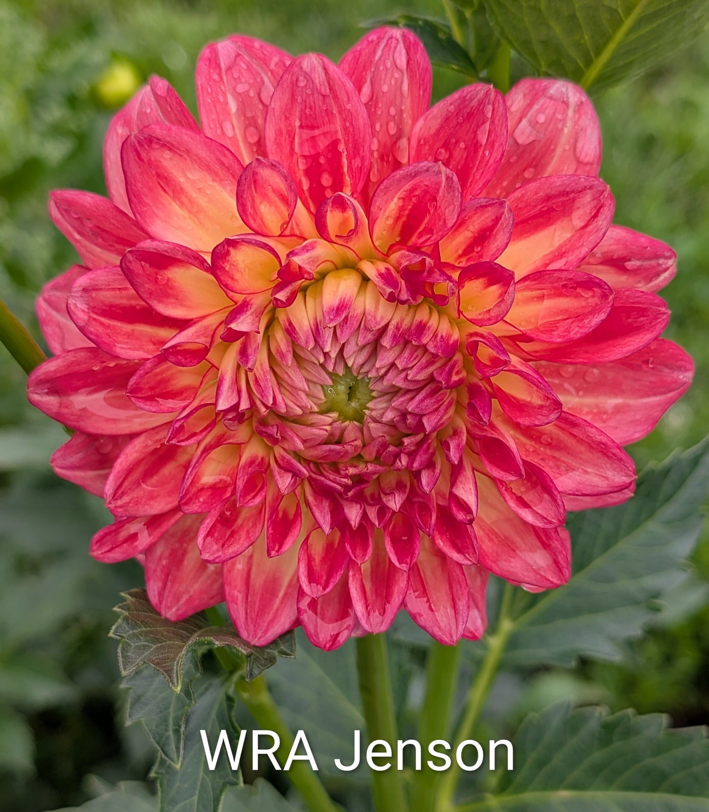 WRA Jenson dahlia tuber