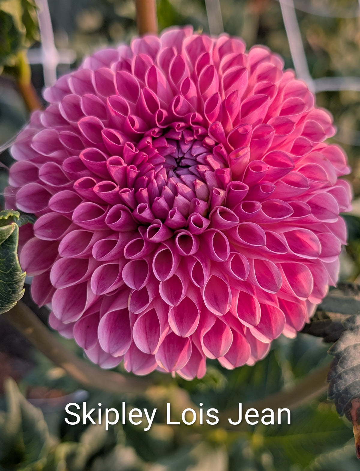 Skipley Lois Jean dahlia tuber