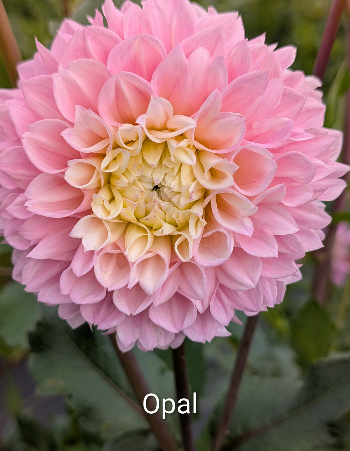 Opal dahlia tuber