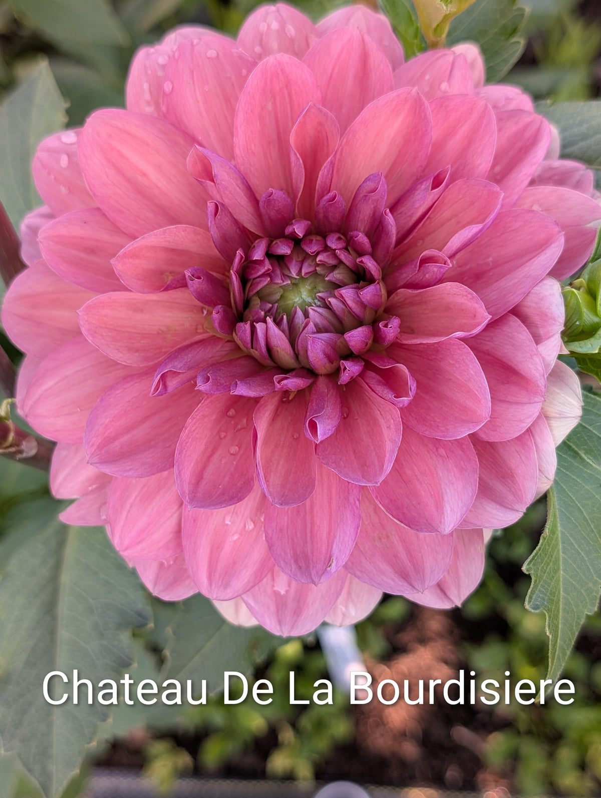 Chateau De La Bourdaisiere dahlia tuber