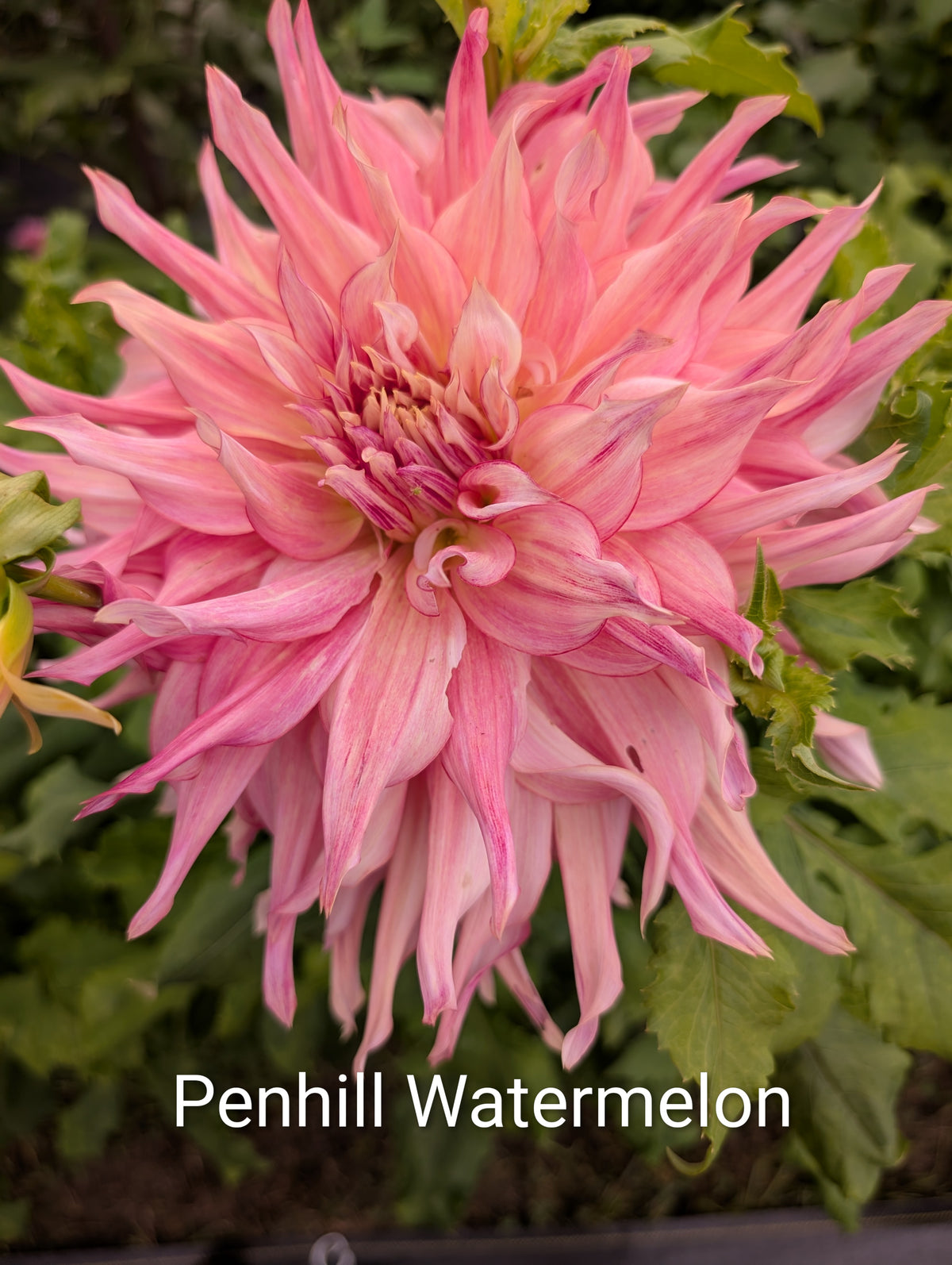 Penhill Watermelon dahlia tuber