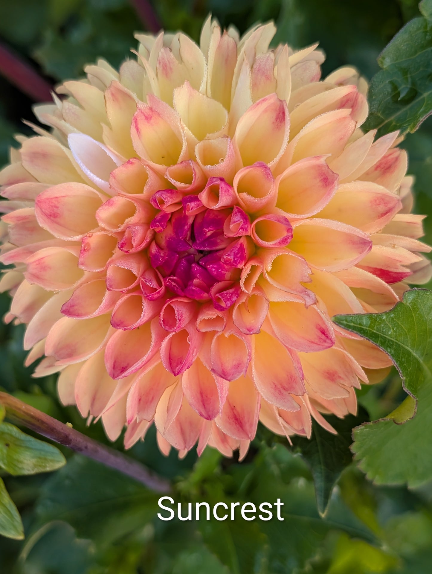 Suncrest dahlia tuber
