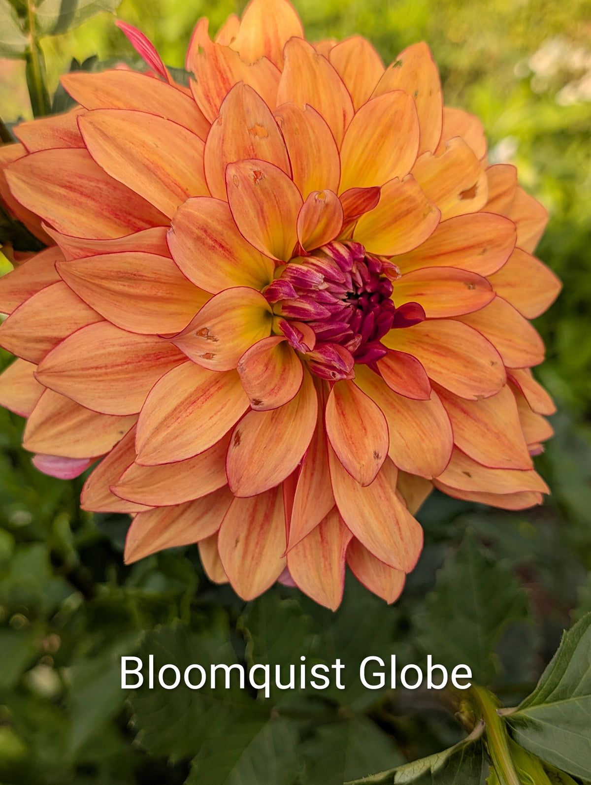 Bloomquist Globe dahlia tuber
