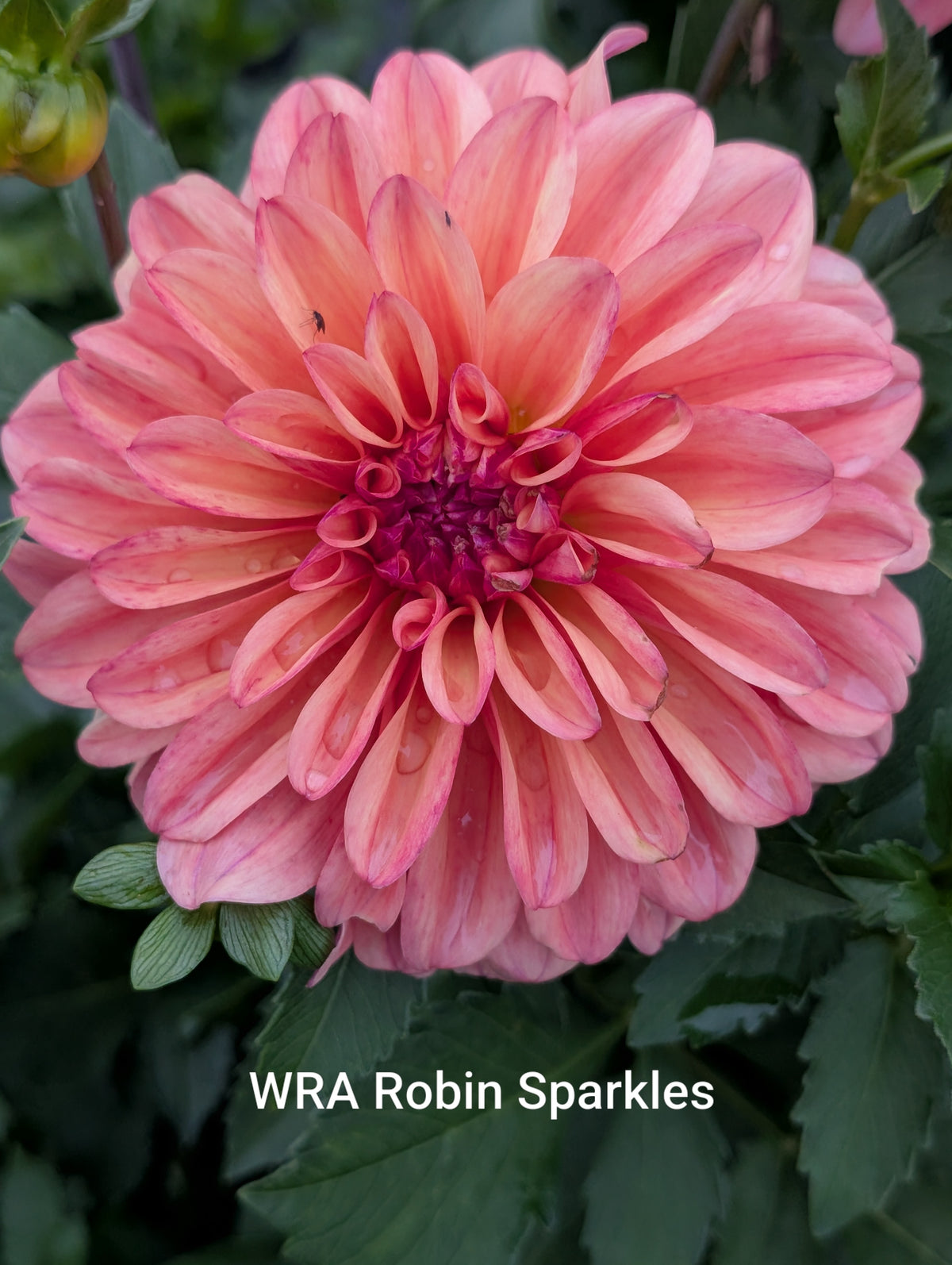 WRA Robin Sparkles dahlia tuber
