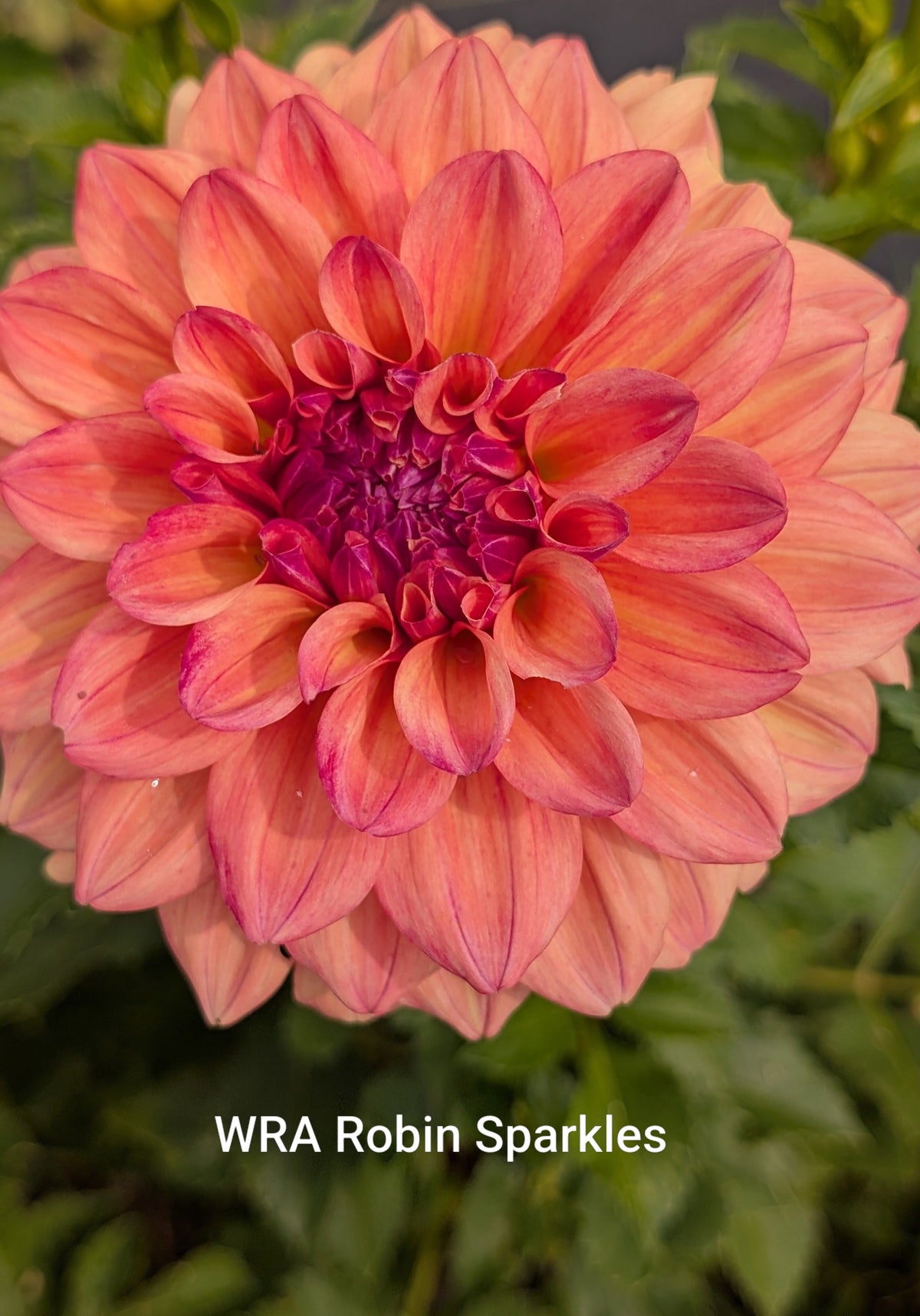 WRA Robin Sparkles dahlia tuber