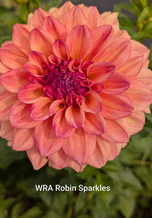 WRA Robin Sparkles dahlia tuber