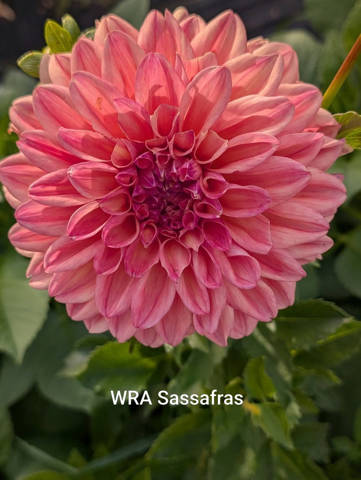 WRA Sassafras dahlia tuber