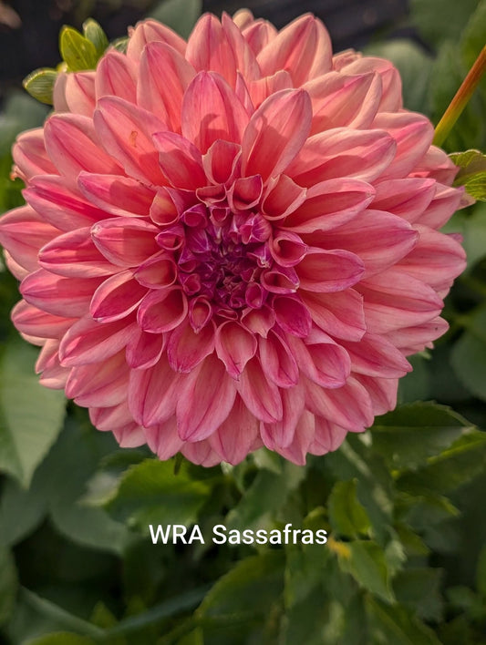 WRA Sassafras dahlia tuber