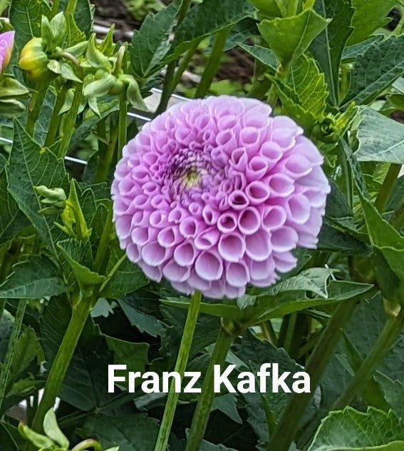 Franz Kafka dahlia tuber