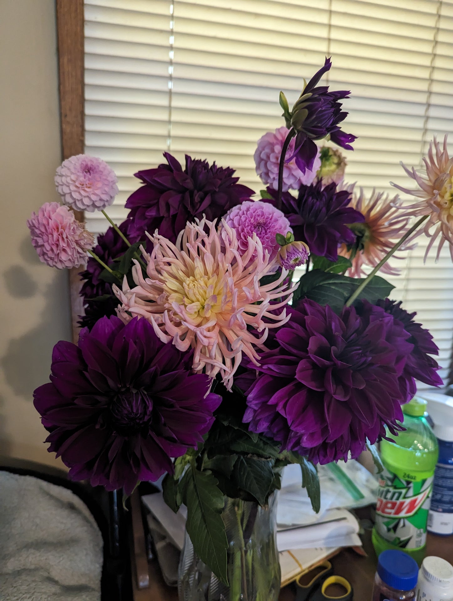 Dahlia tuber bundle