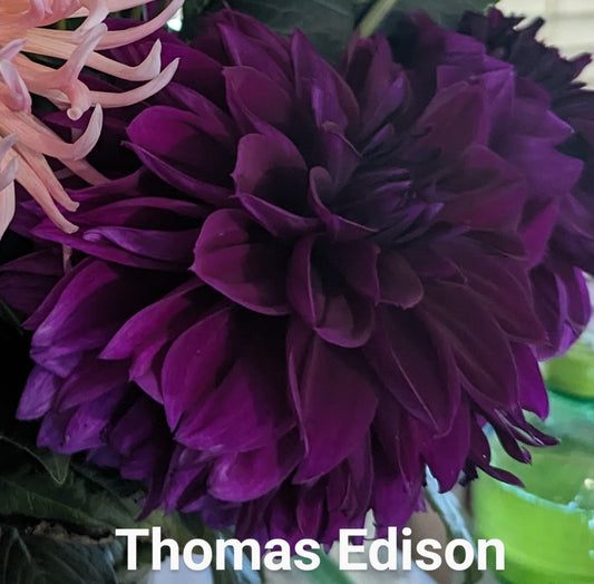 Thomas Edison dahlia tuber