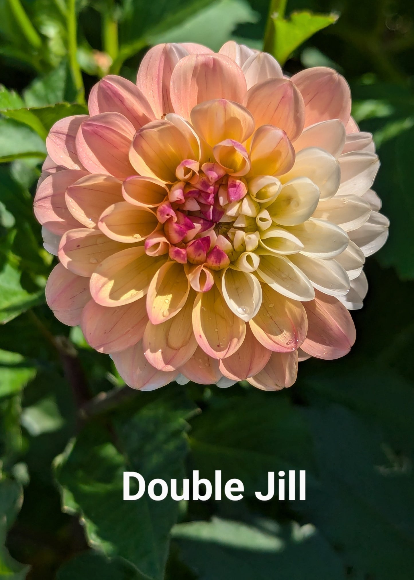 Double Jill dahlia tuber