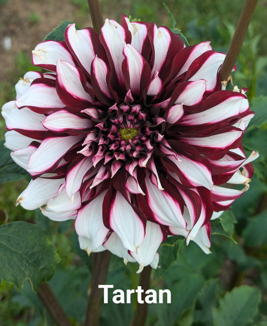 Tartan dahlia tuber