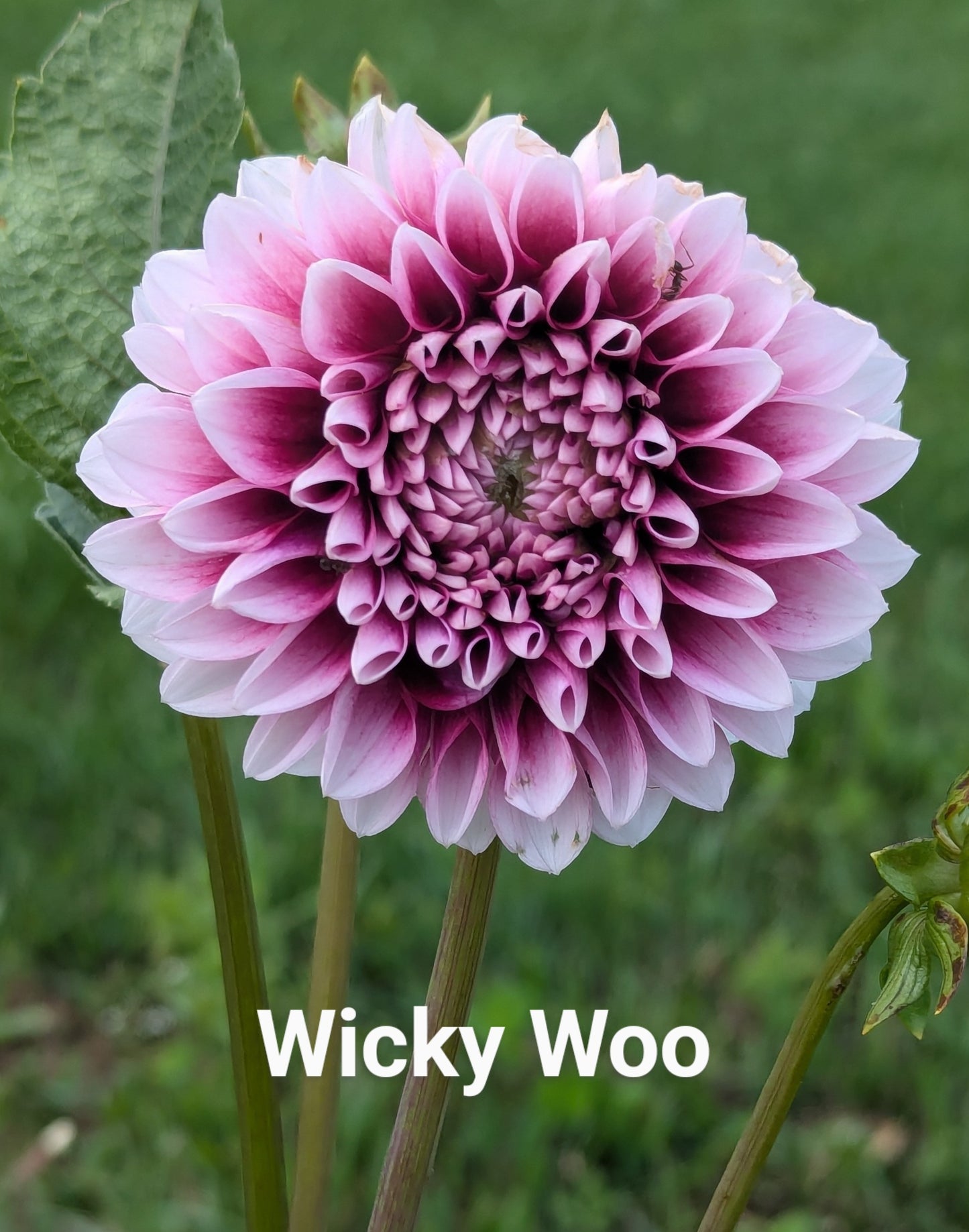 Wicky Woo dahlia tuber