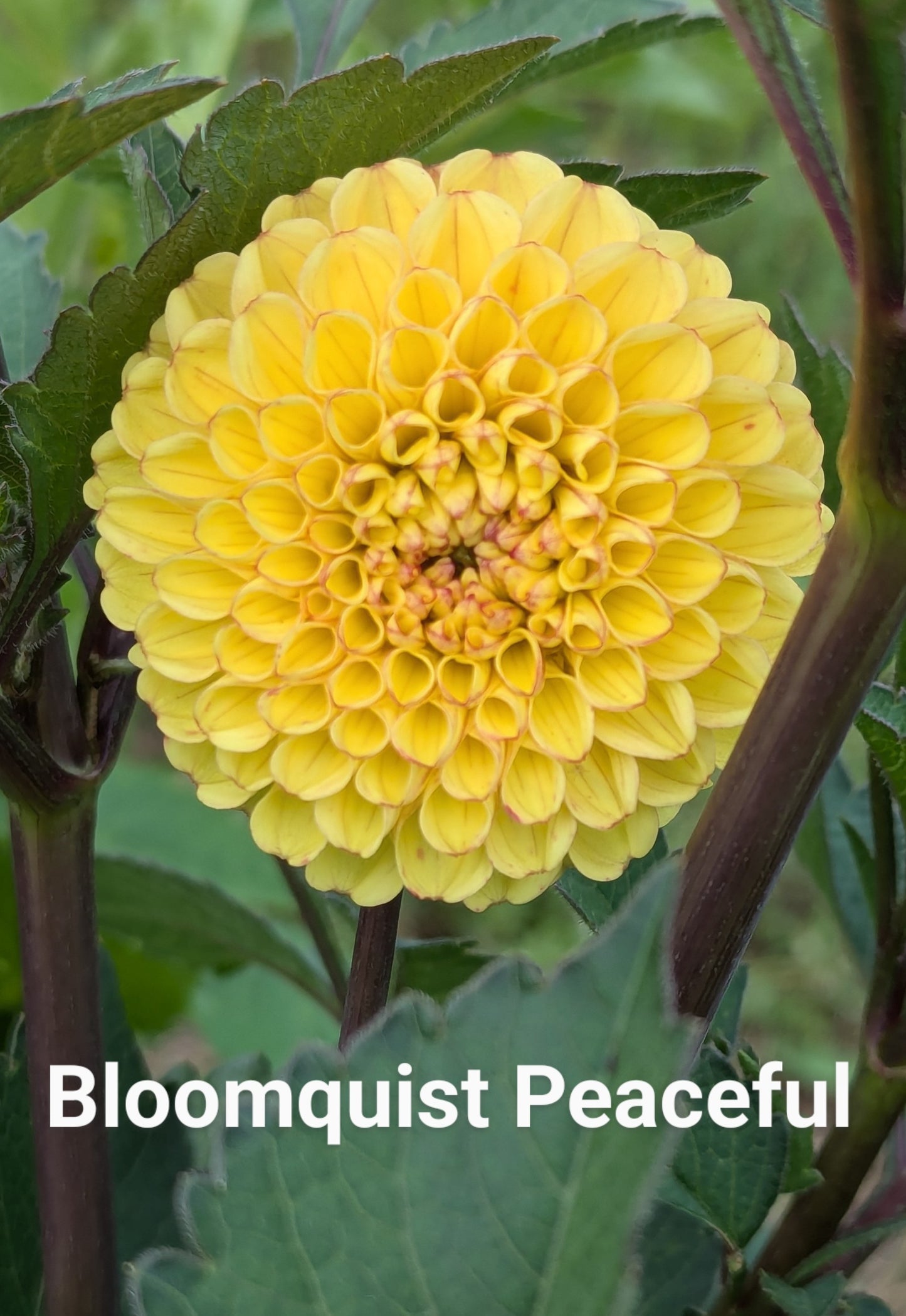 Bloomquist Peaceful dahlia tuber