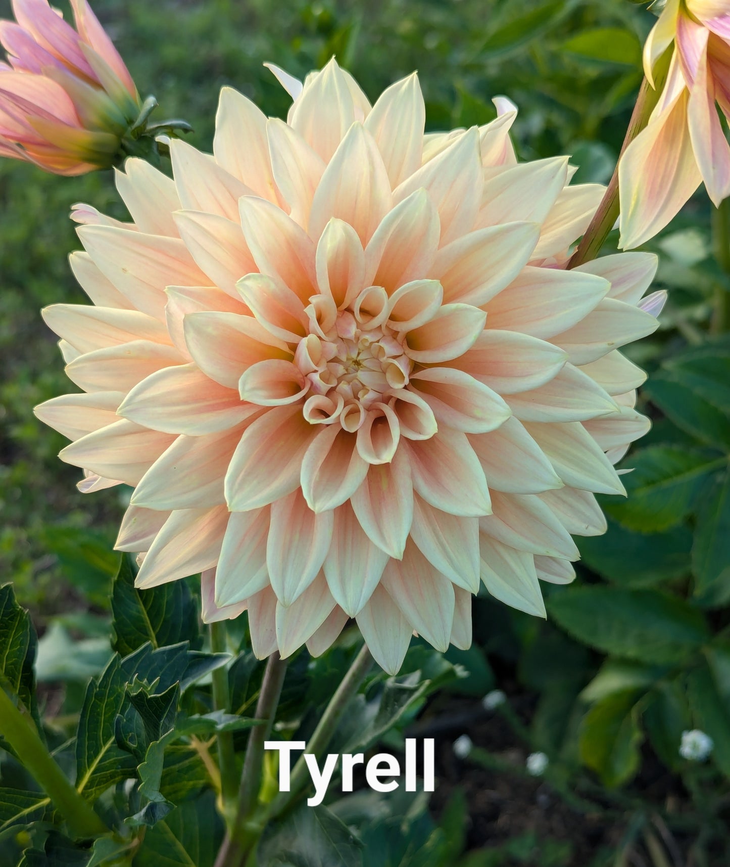 Tyrell dahlia tuber