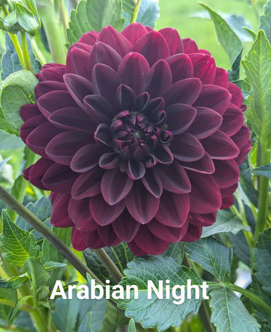 Arabian Night dahlia tuber