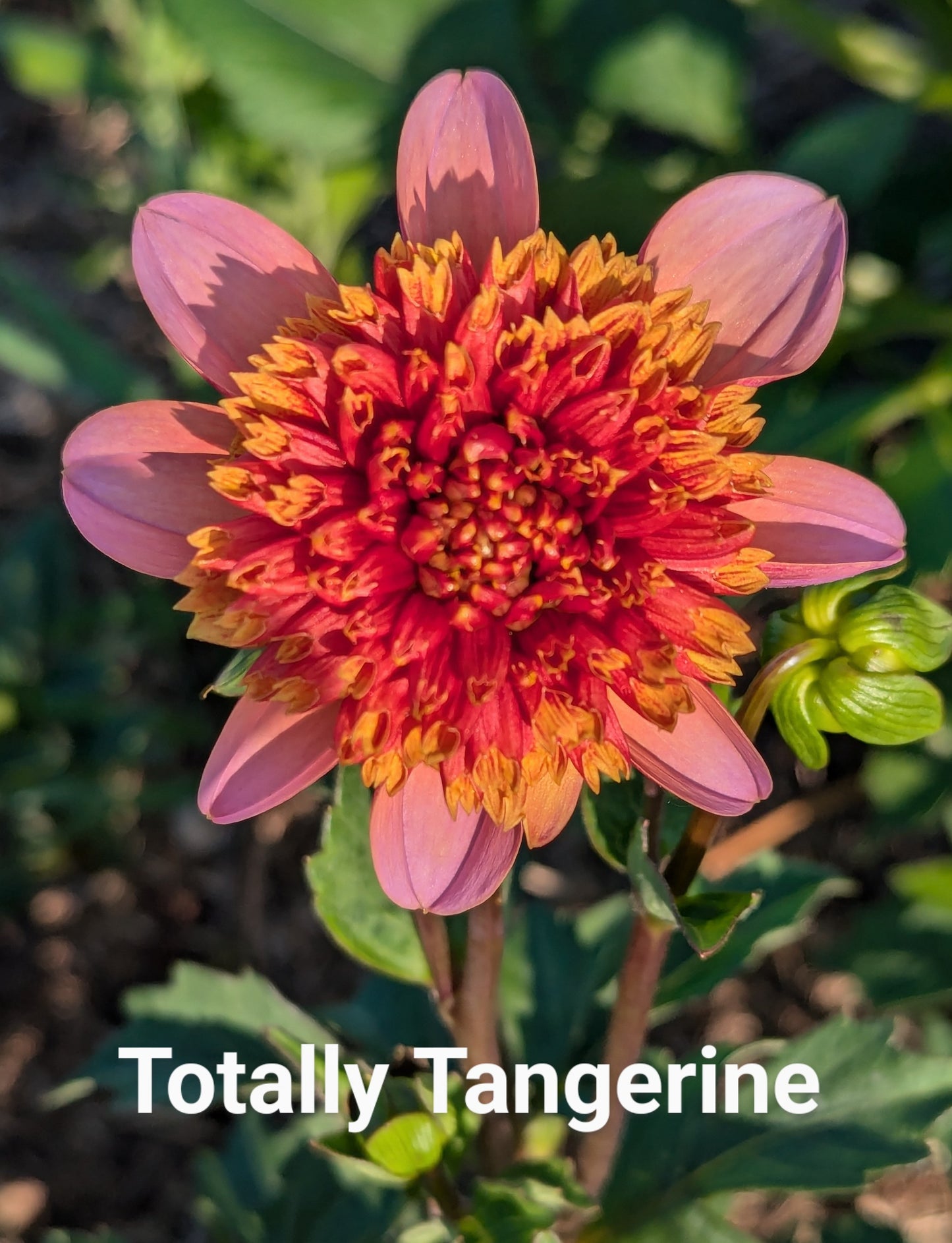 Totally Tangerine dahlia tuber