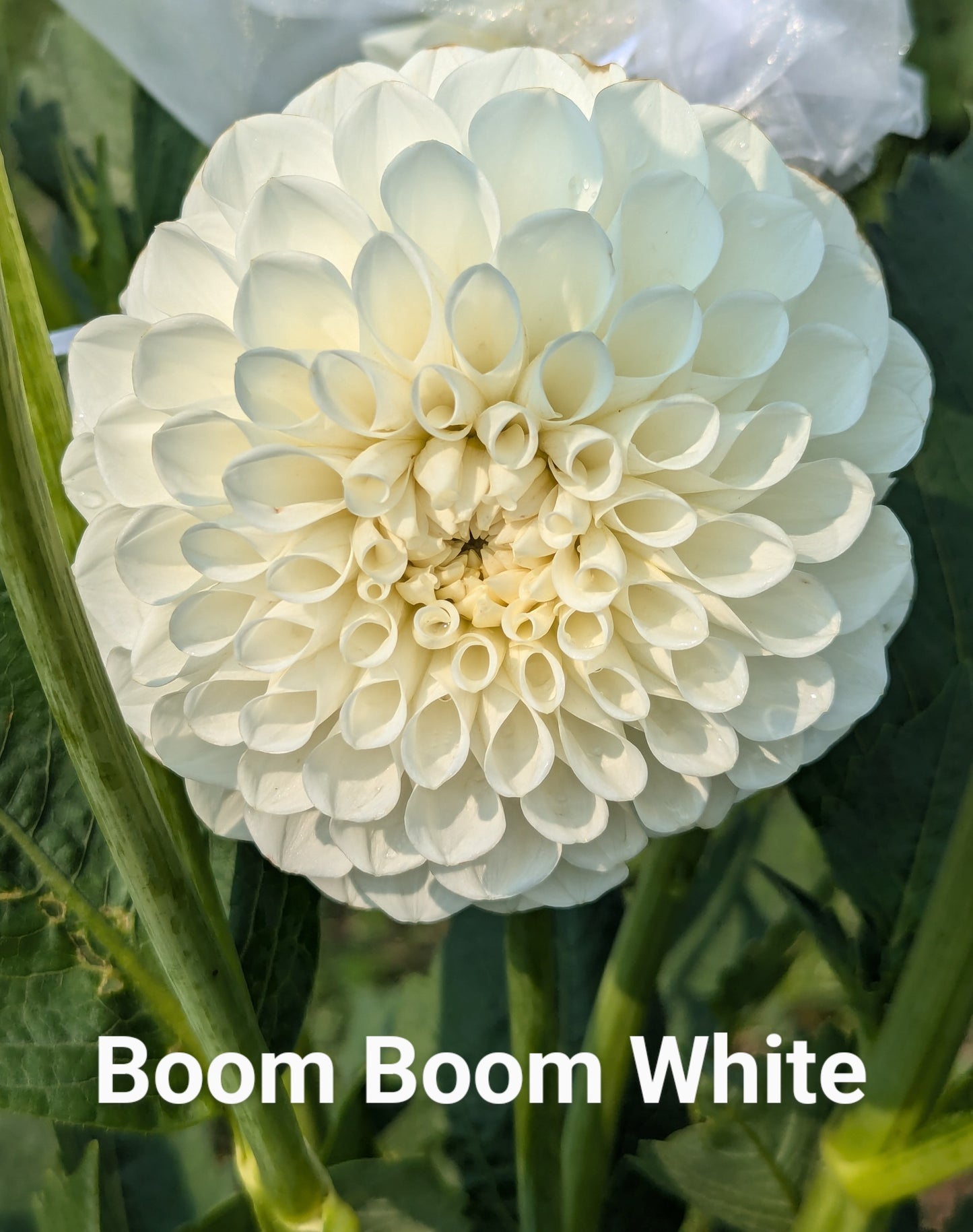 Boom Boom White dahlia tuber