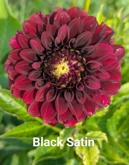 Black Satin dahlia tuber