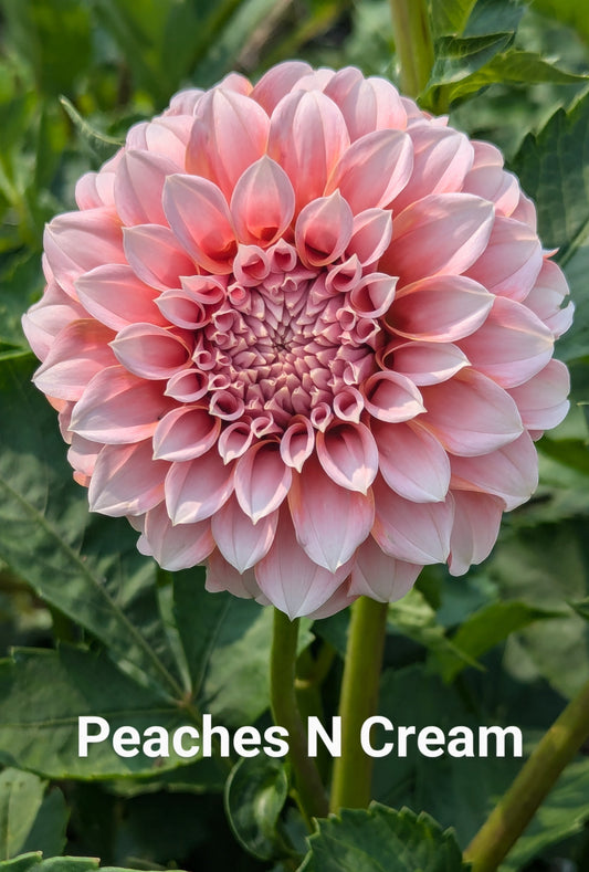 Peaches N Cream dahlia tuber