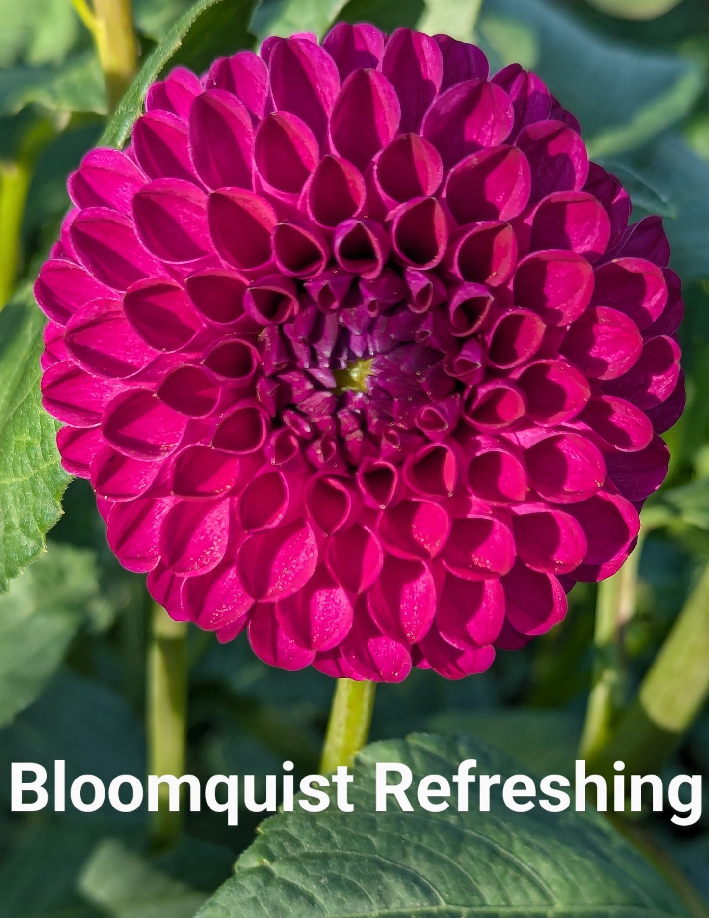 Bloomquist Refreshing dahlia tuber