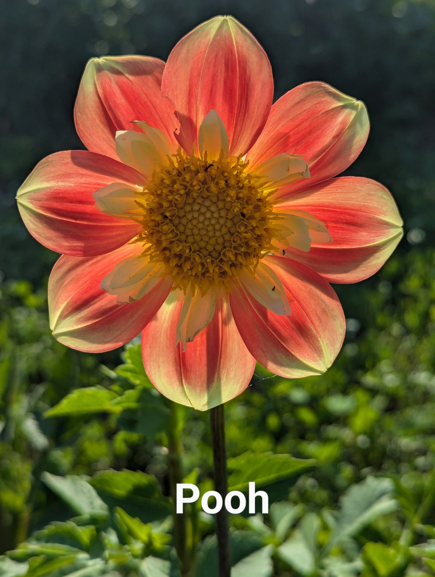 Pooh dahlia tuber