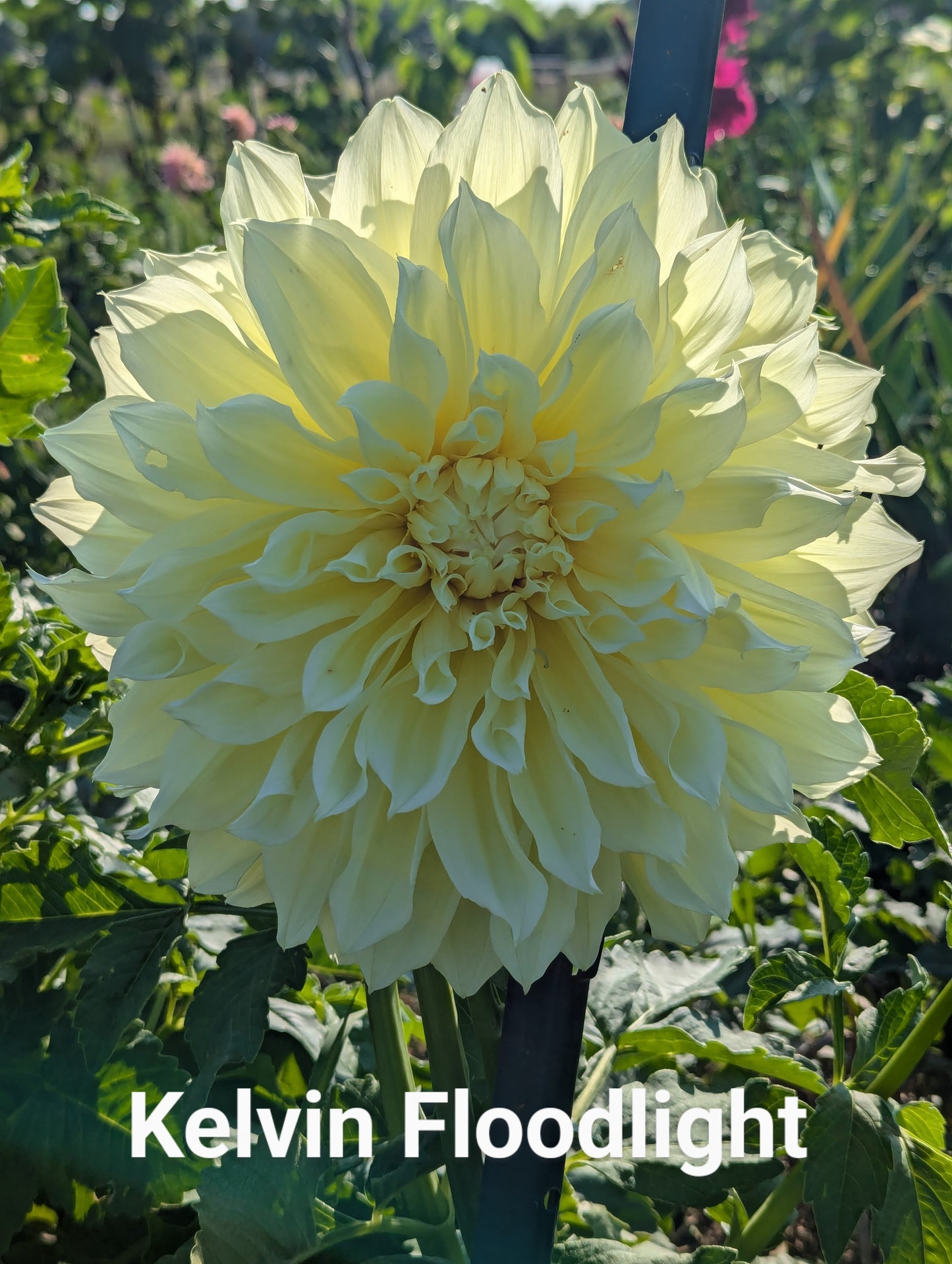 Kelvin Floodlight dahlia tuber