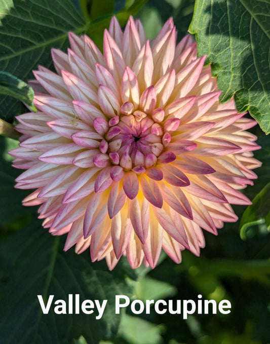 Valley Porcupine dahlia tuber