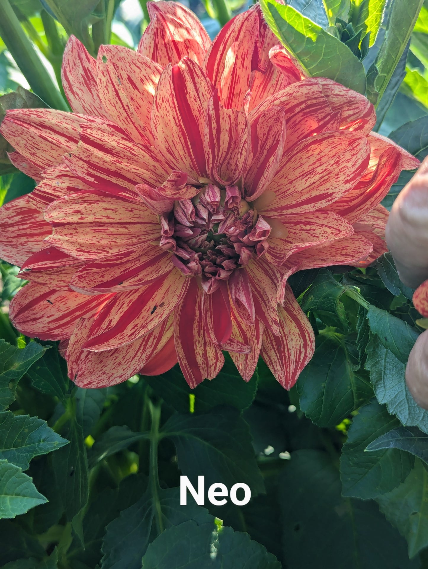 Neo dahlia tuber