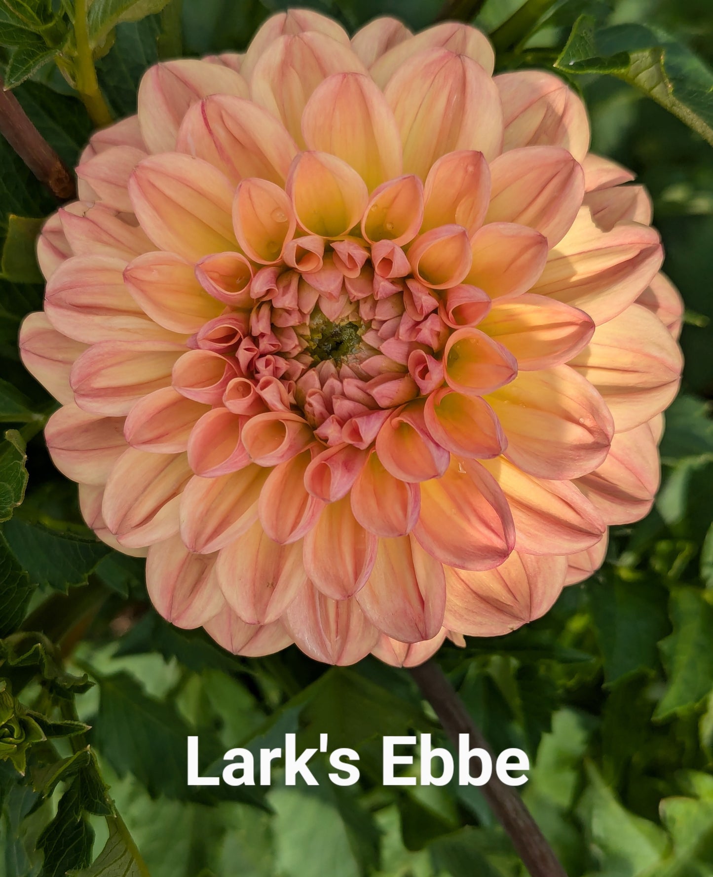 Lark's Ebbe dahlia tuber