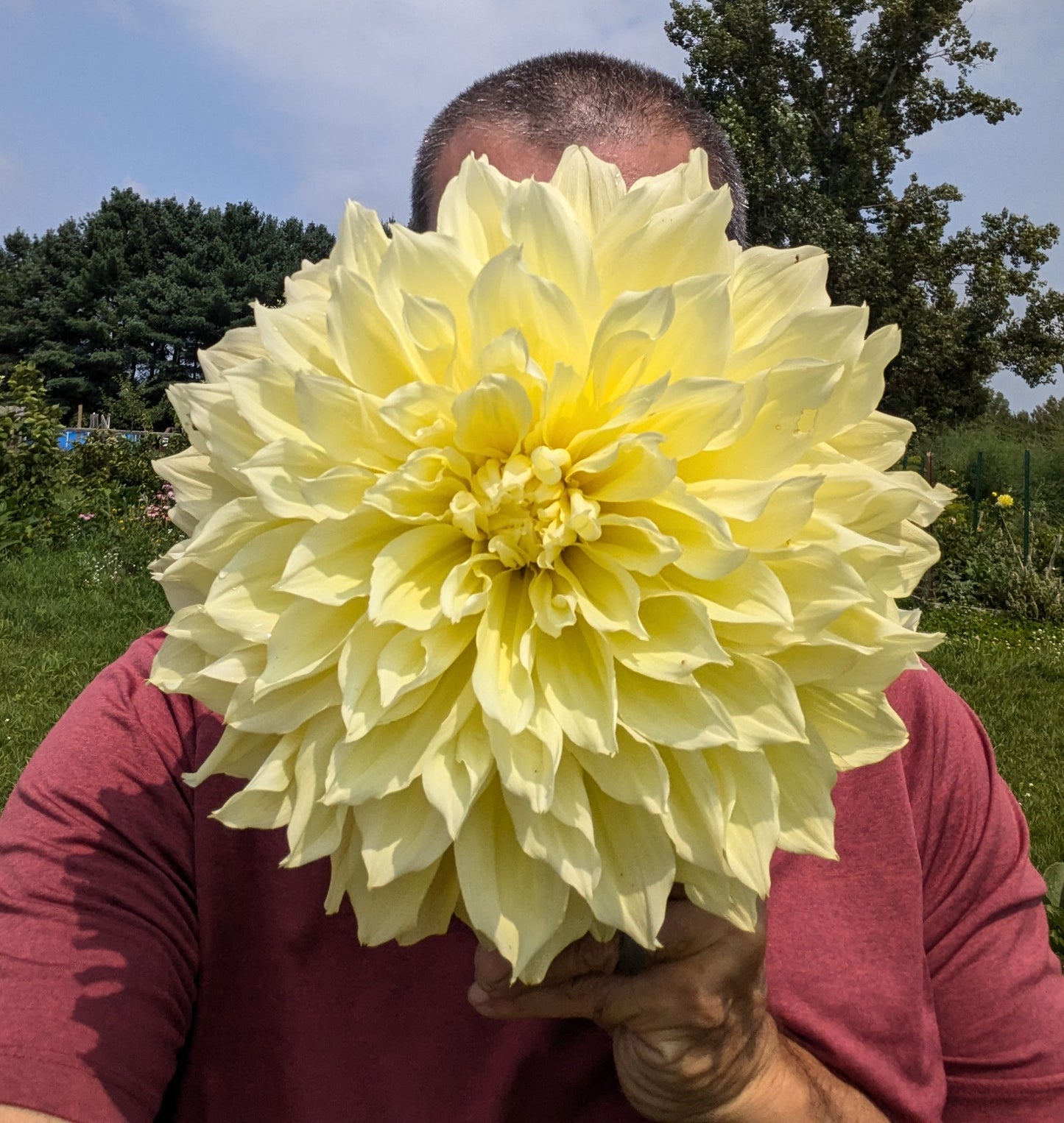 Kelvin Floodlight dahlia tuber