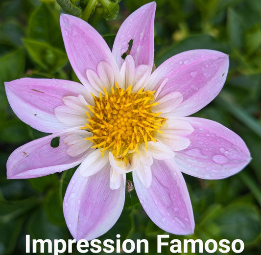 Impression Famoso dahlia tuber