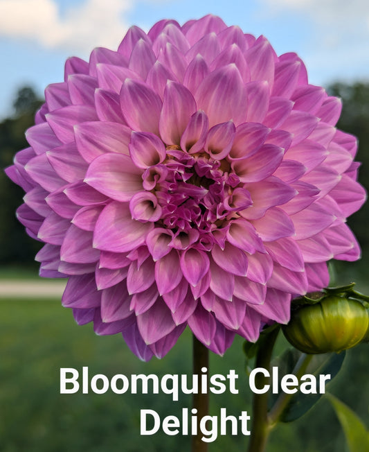 Bloomquist Clear Delight dahlia tuber