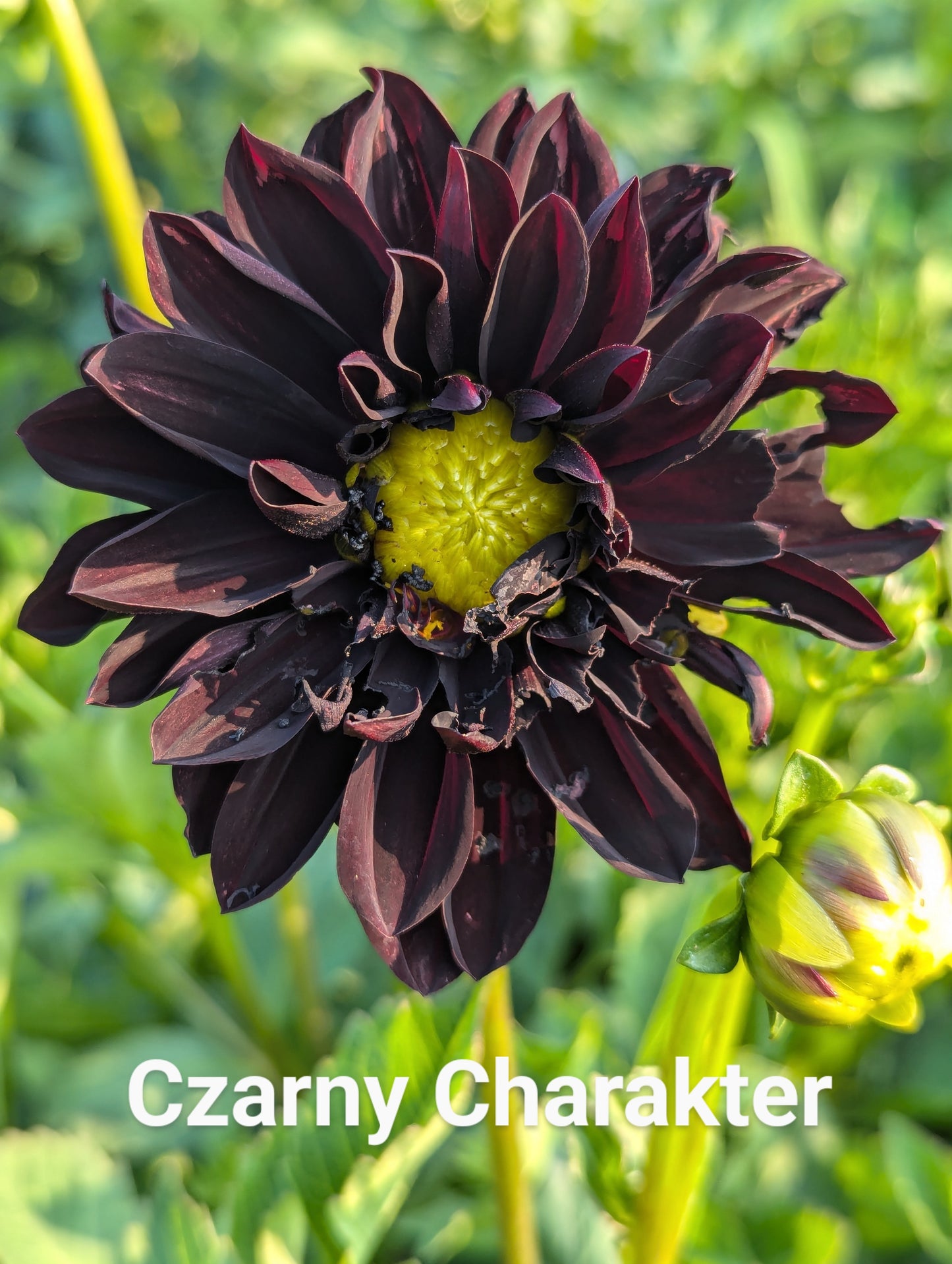 Czarny Charakter dahlia tuber