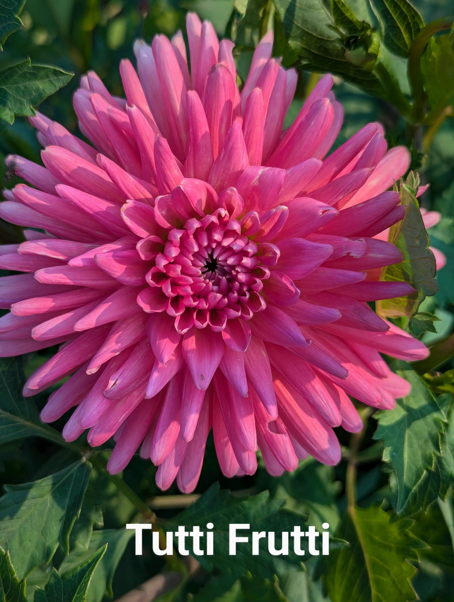 Tutti Frutti dahlia tuber