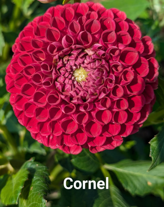 Cornel dahlia tuber