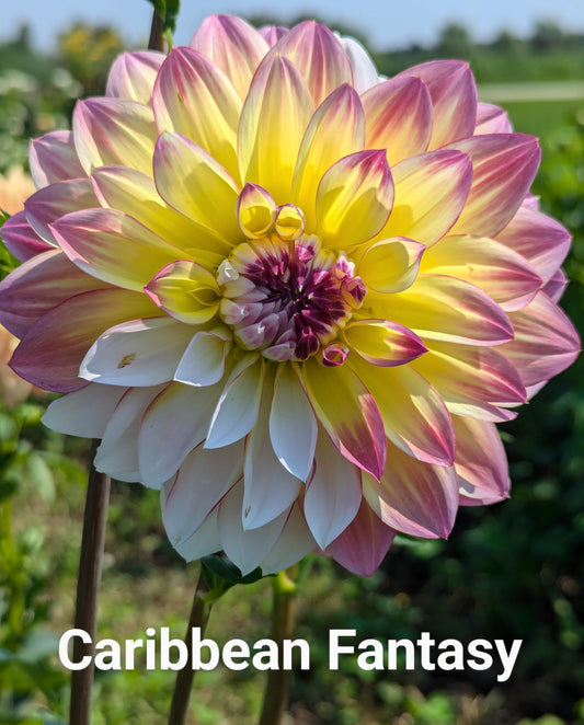 Caribbean Fantasy dahlia tuber