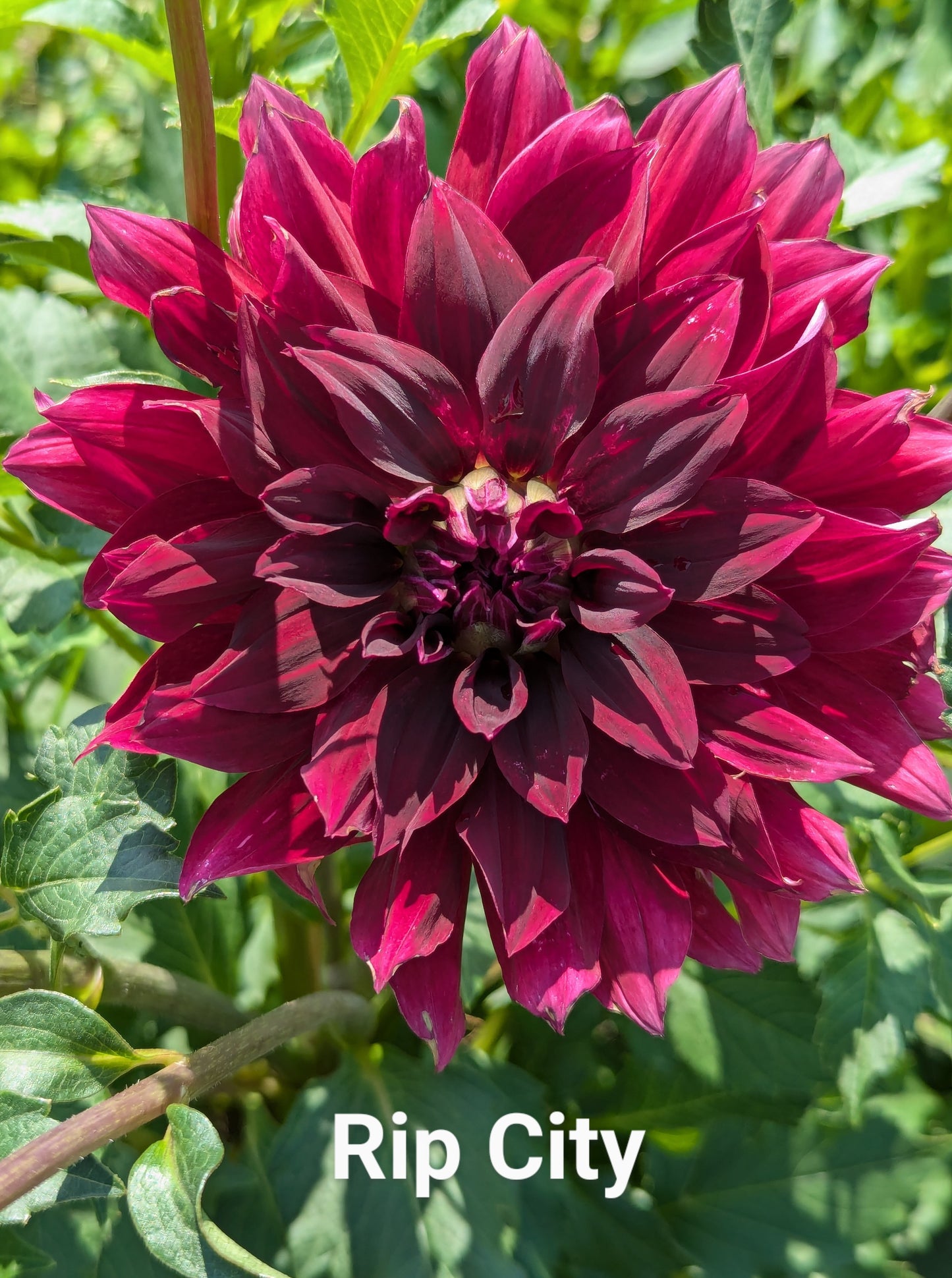 Rip City dahlia tuber