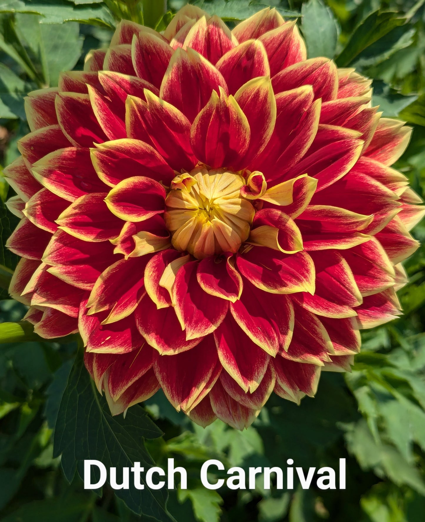 Dutch Carnival dahlia tuber