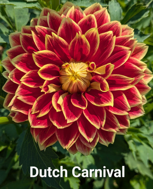 Dutch Carnival dahlia tuber