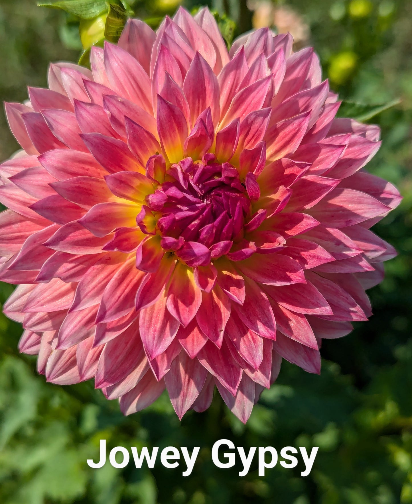 Jowey Gipsy dahlia tuber